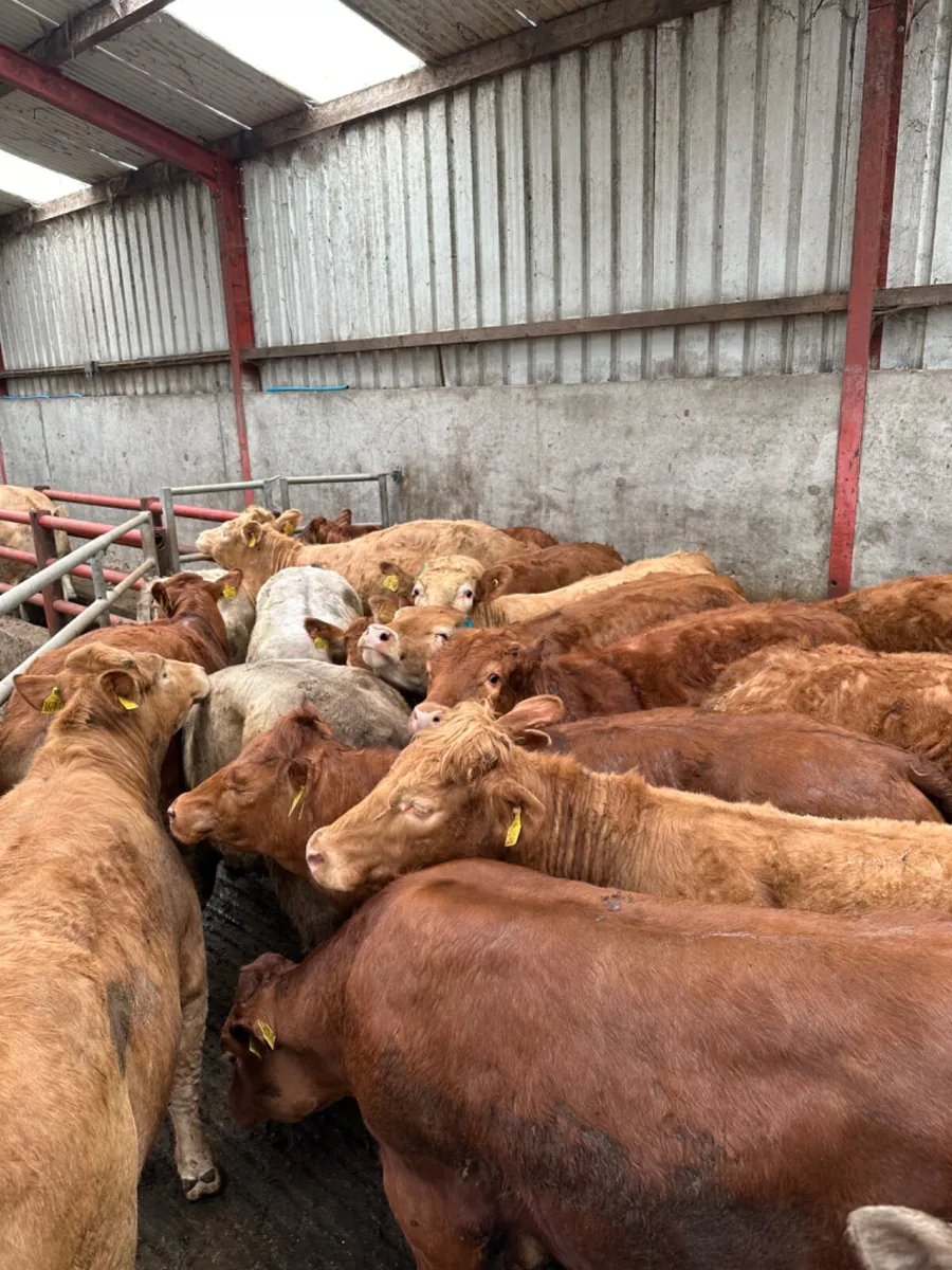 Charolais and lim store heifers - Image 2