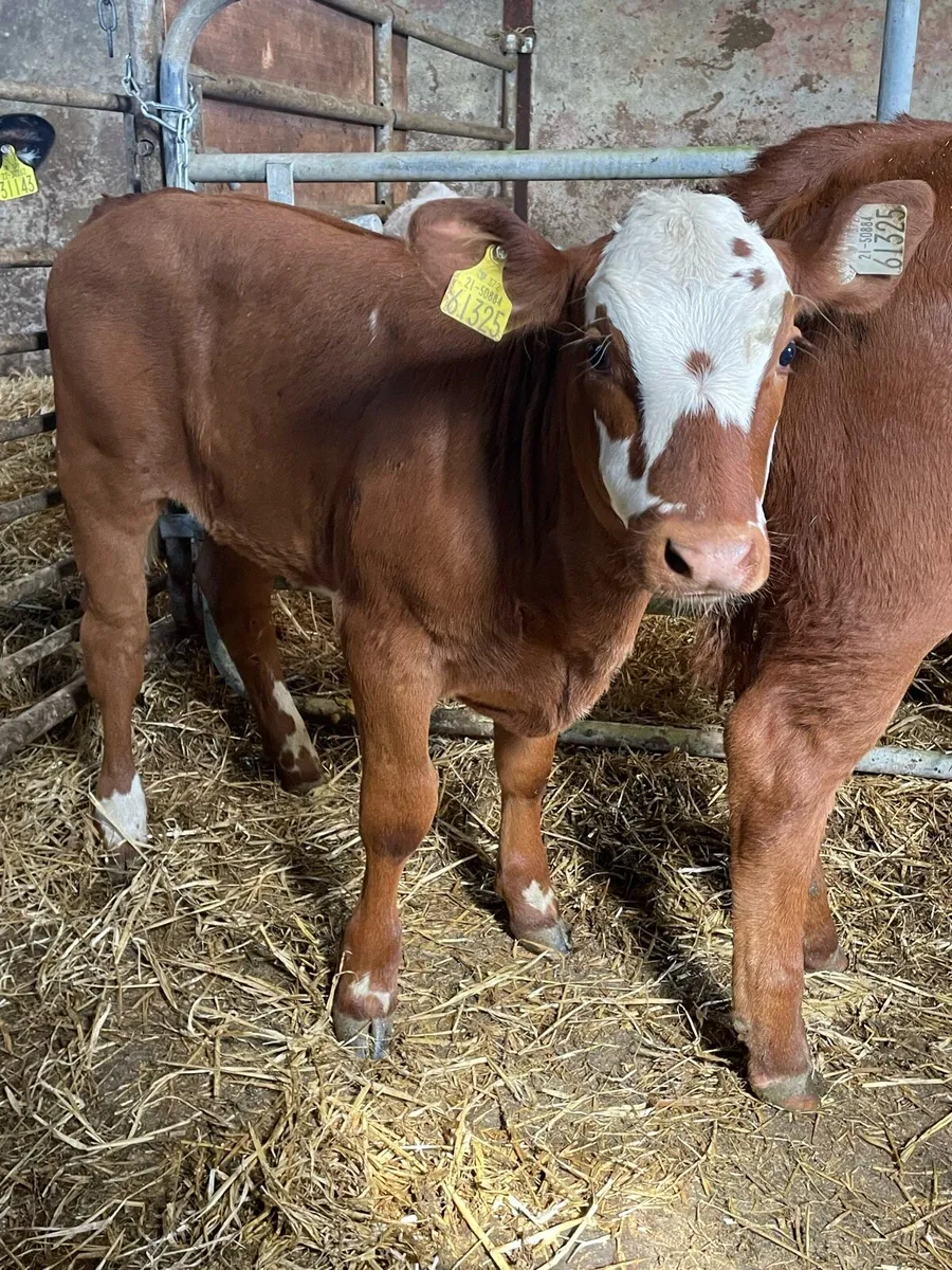 5⭐️ Simmental Heifer Runners - Image 3