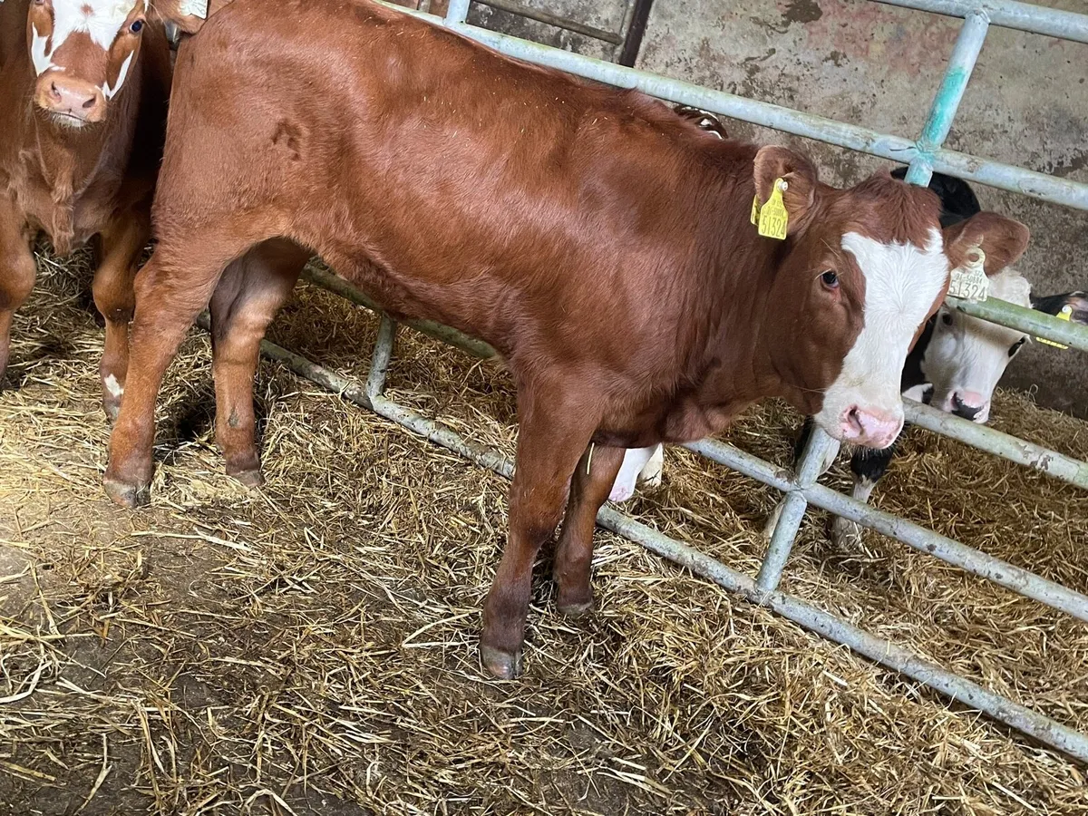 5⭐️ Simmental Heifer Runners - Image 4