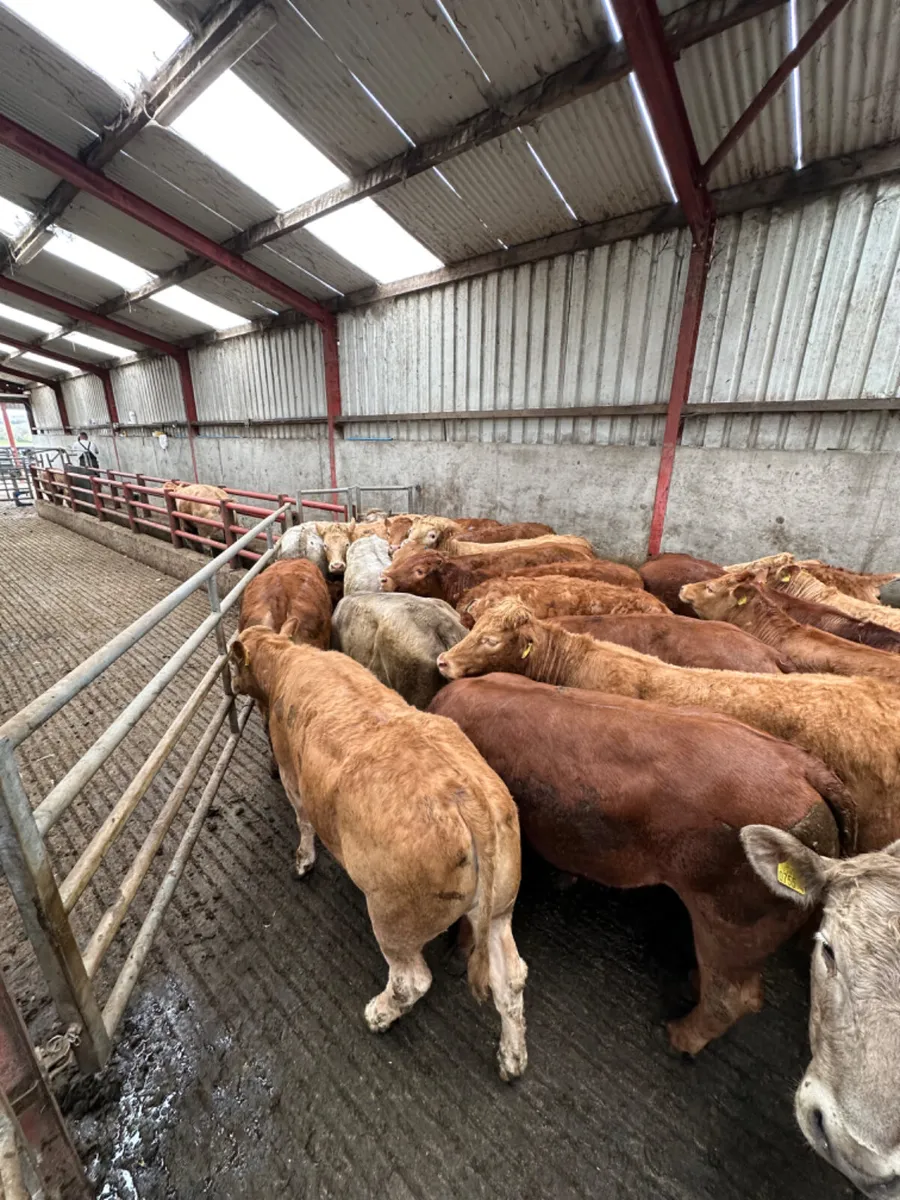 Charolais and lim store heifers - Image 1