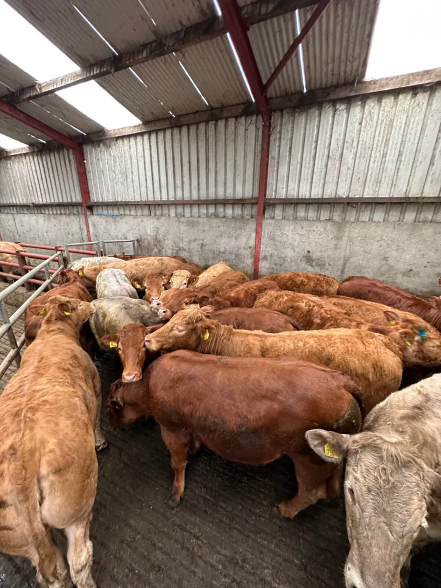 Charolais and lim store heifers - Image 4