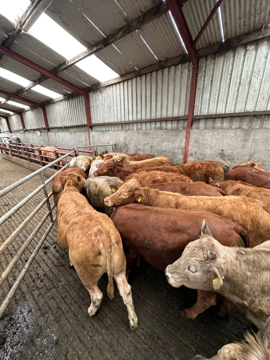 Charolais and lim store heifers - Image 3