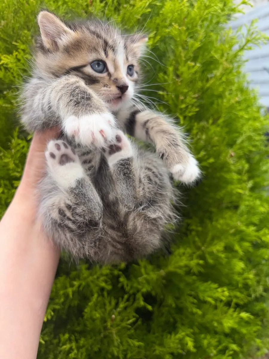 Kitten - Image 1