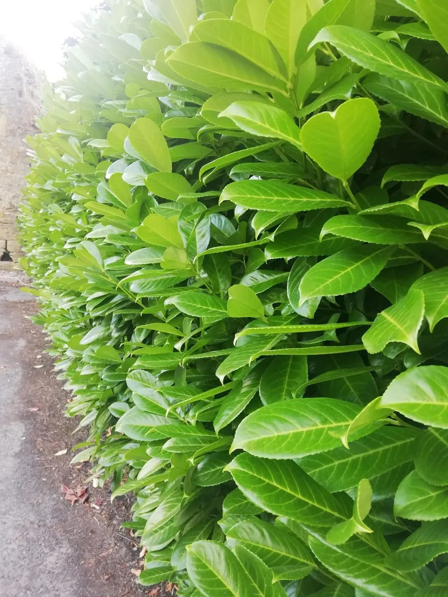 Laurel Hedging - Image 1