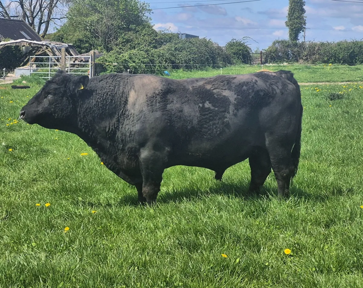 Angus bull - Image 1