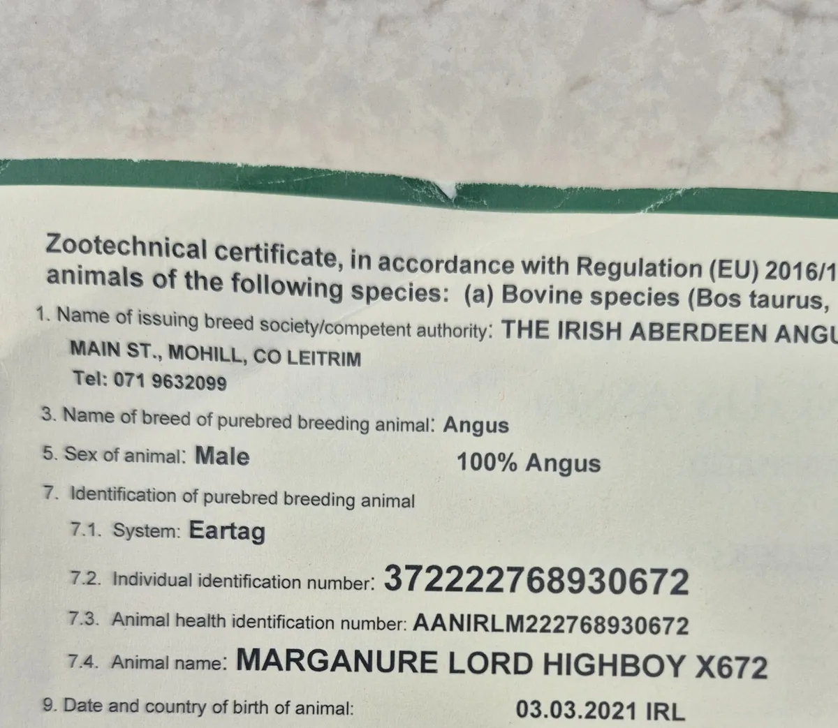 Angus bull - Image 2