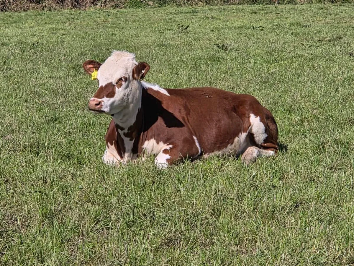 7 heifers 13 months old - Image 1