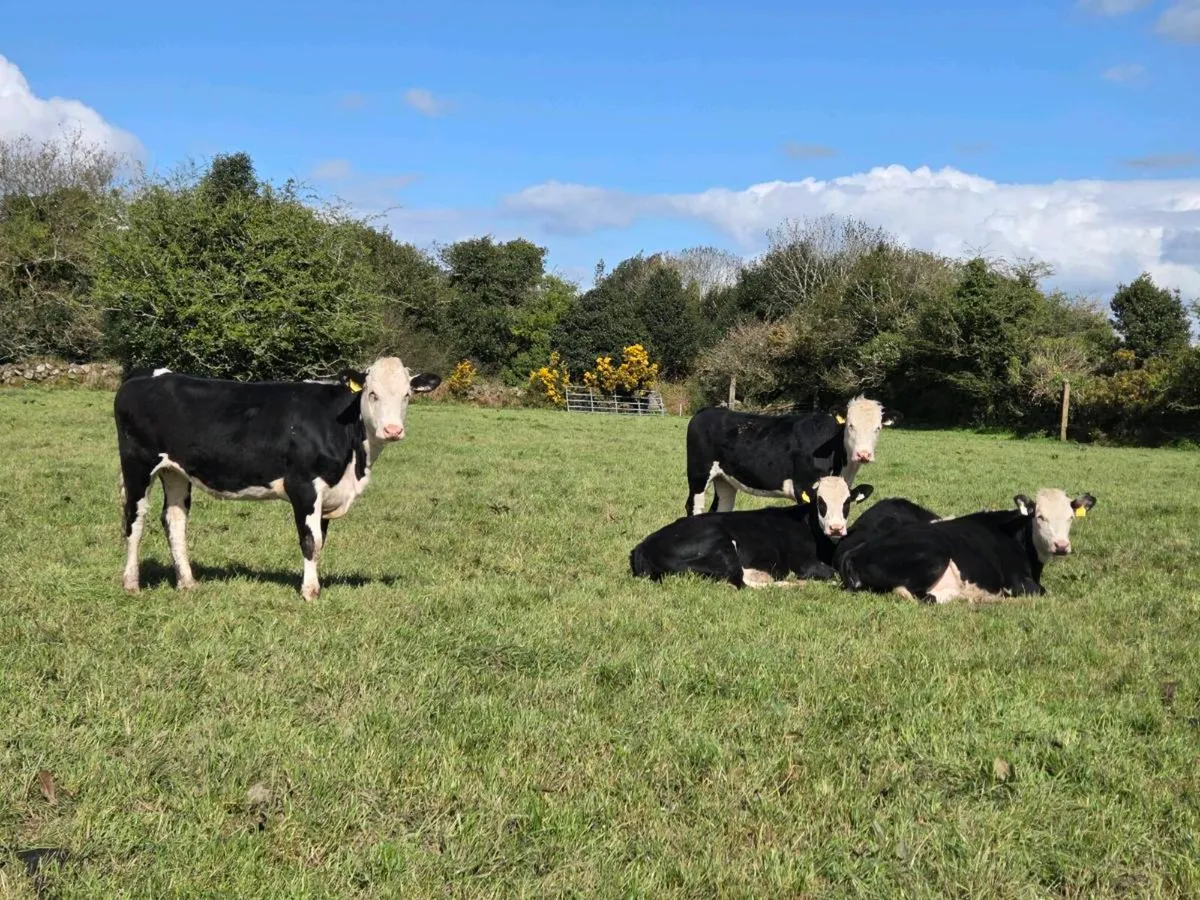 7 heifers 13 months old - Image 2