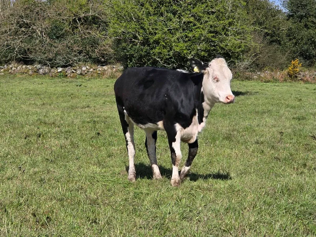 7 heifers 13 months old - Image 3