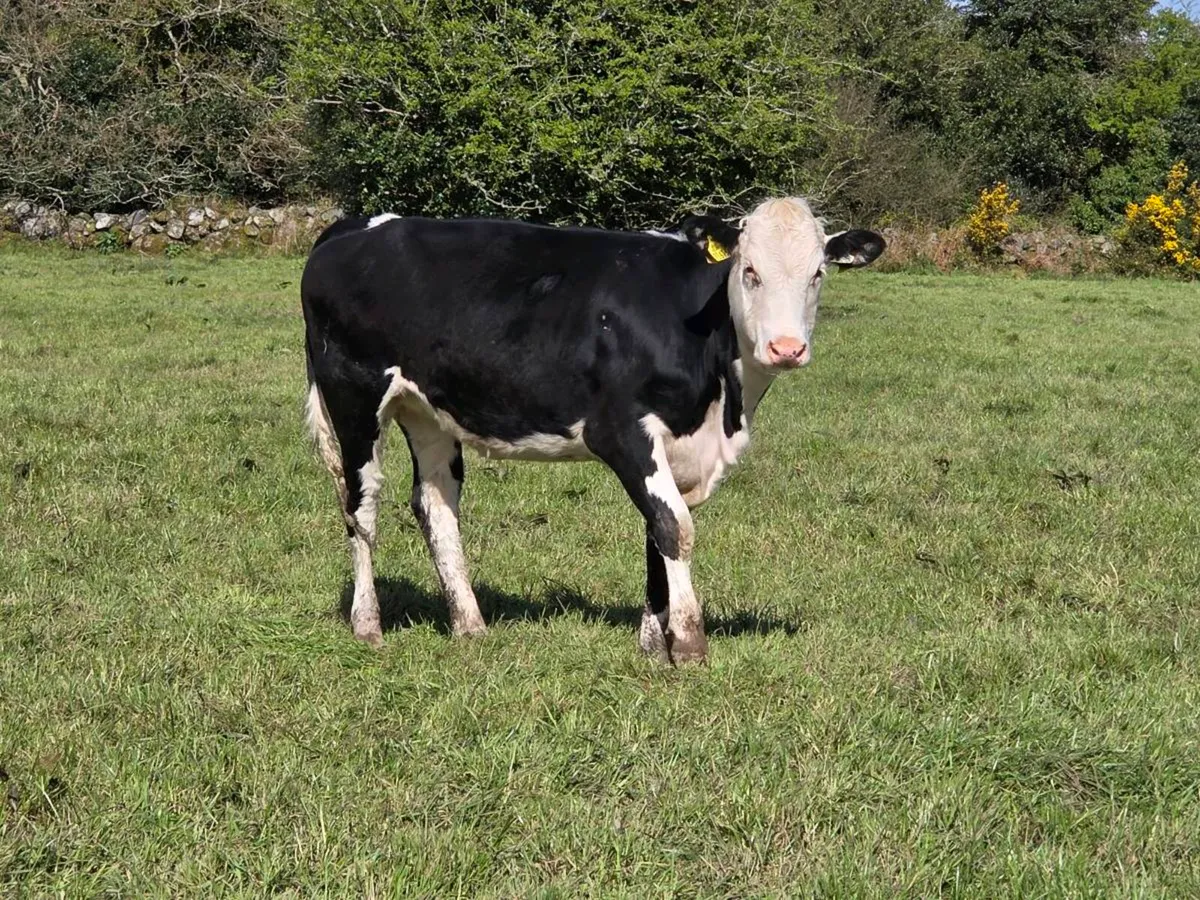 7 heifers 13 months old - Image 4
