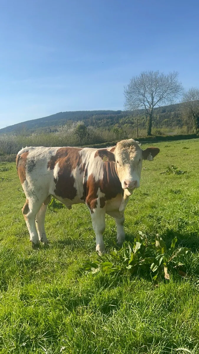 Fleckvieh Bull - Image 1