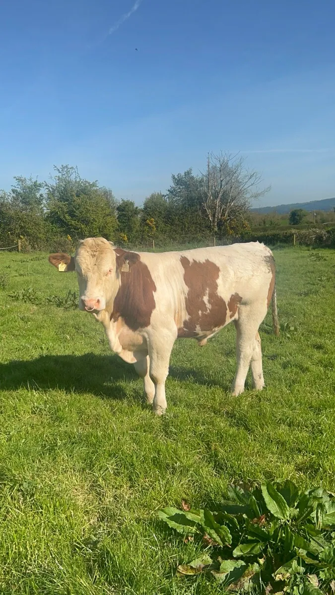 Fleckvieh Bull - Image 2