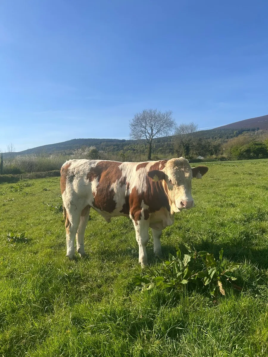 Fleckvieh Bull - Image 3