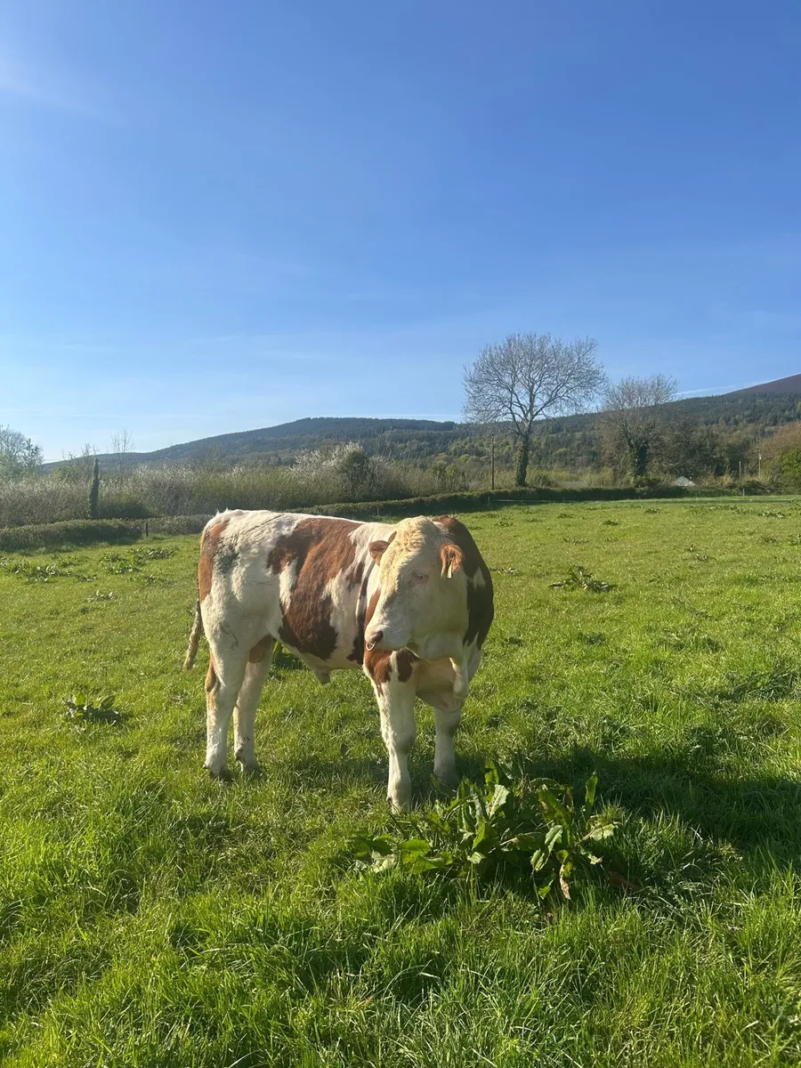 Fleckvieh Bull - Image 4