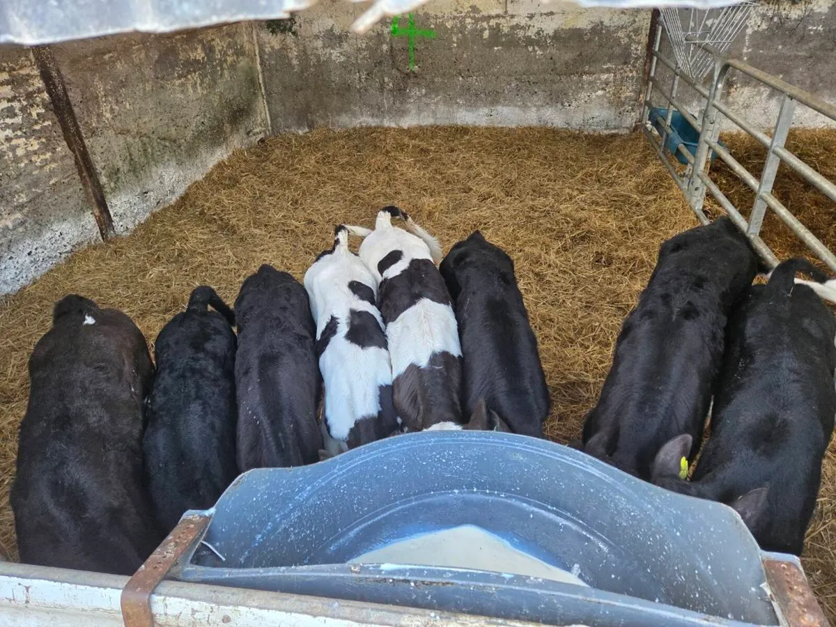 Fresian heifer calves - Image 1