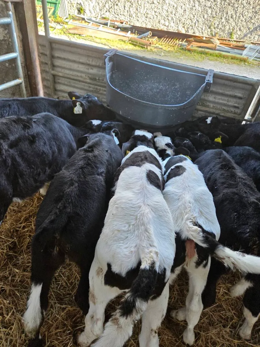 Fresian heifer calves - Image 2