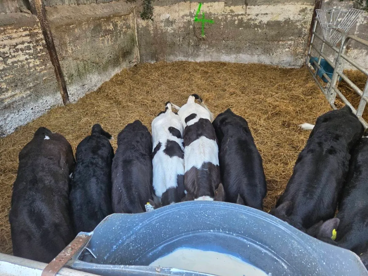 Fresian heifer calves - Image 3