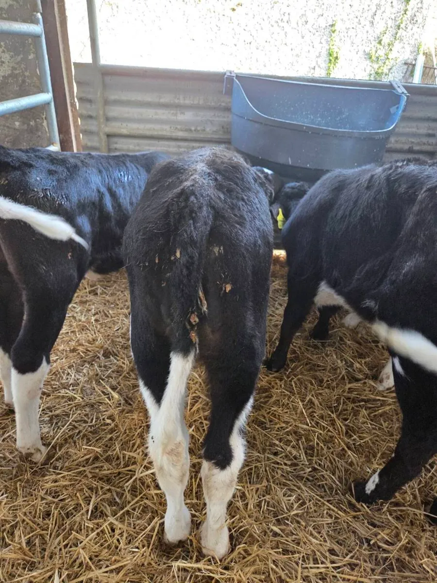 Fresian heifer calves - Image 4