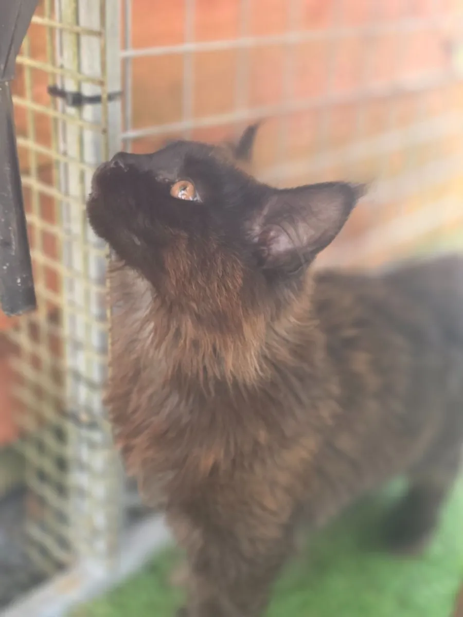 Maine Coon - Image 3