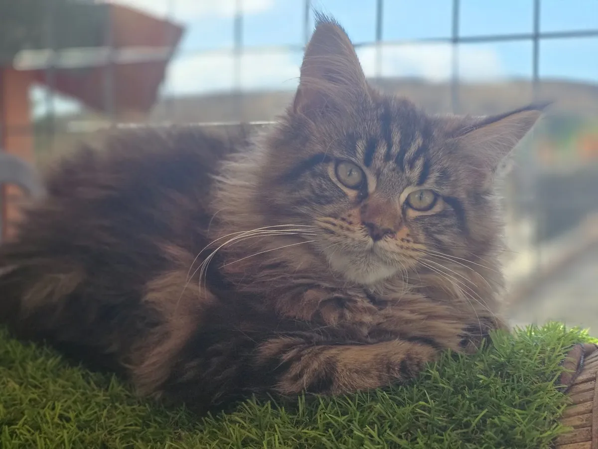 Maine Coon - Image 1