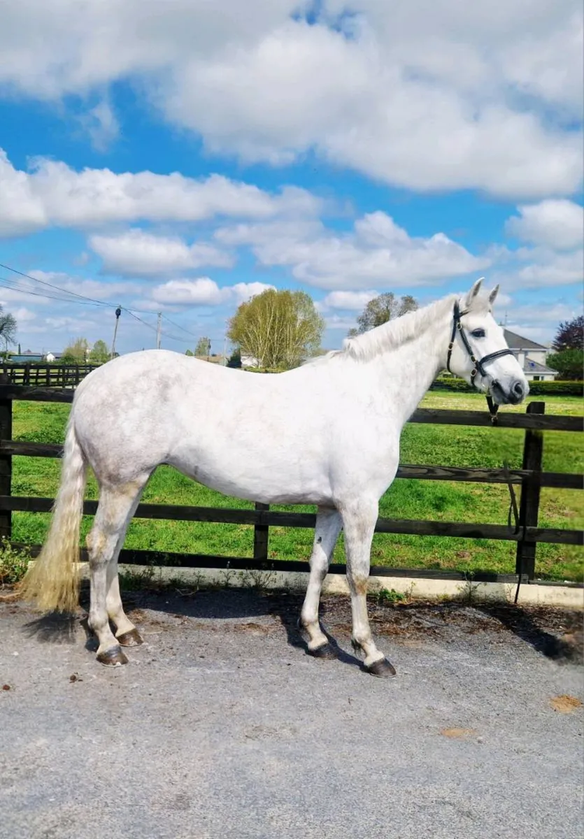 Connemara pony - Image 1
