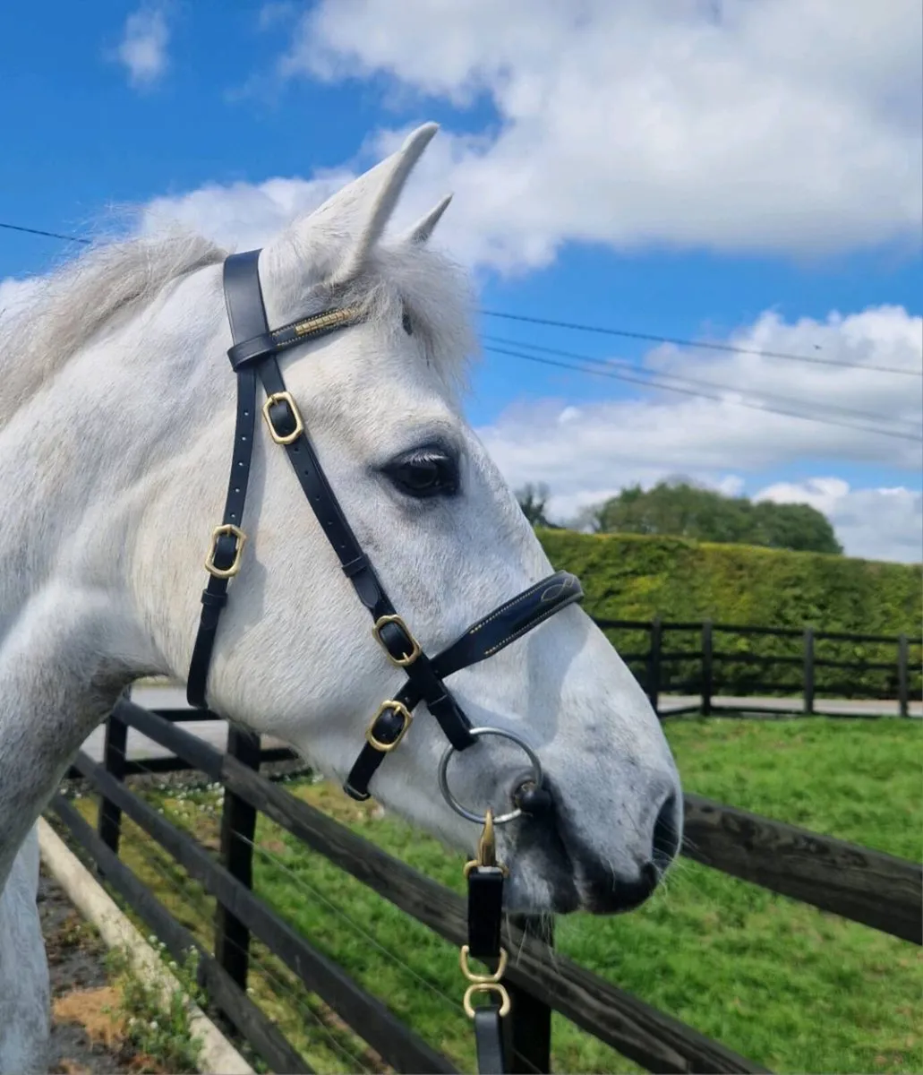 Connemara pony - Image 2