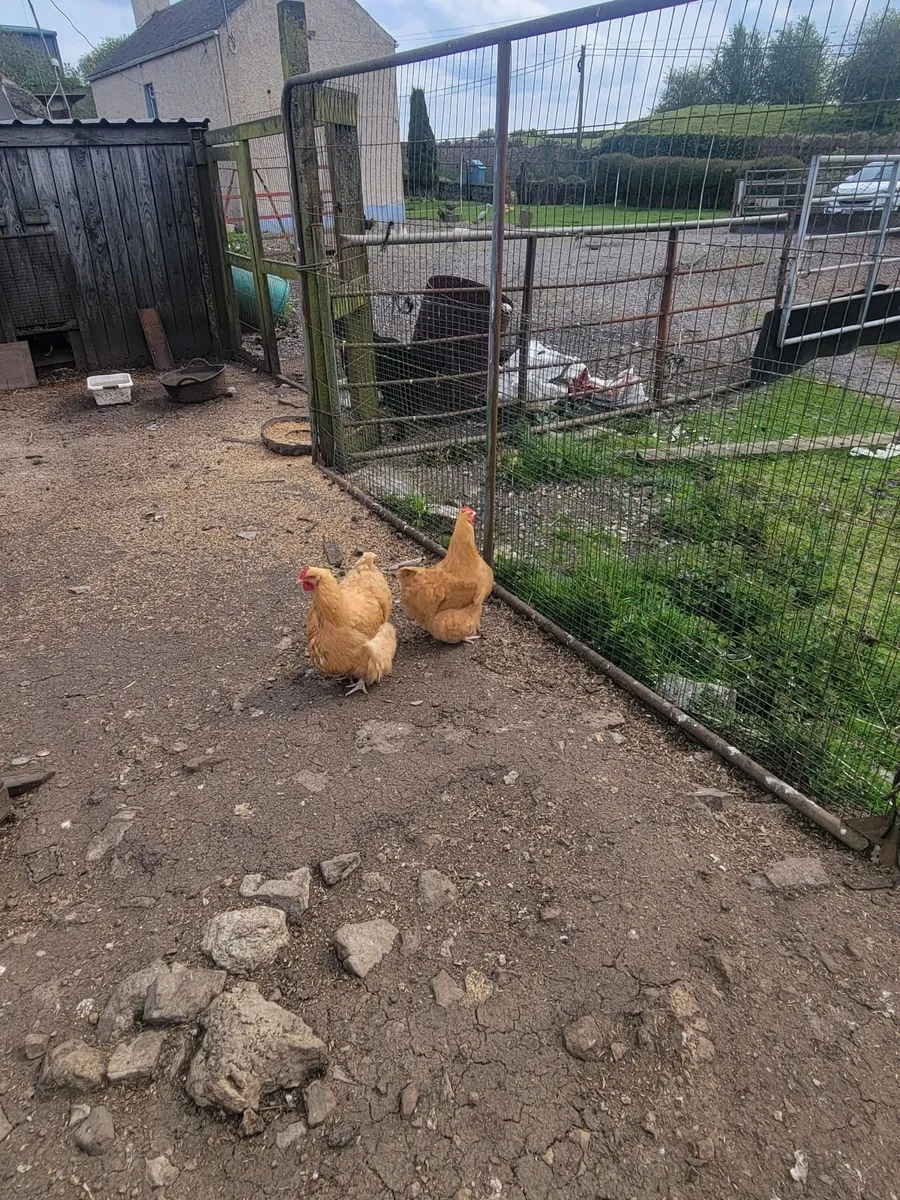 Buffortums - Image 4