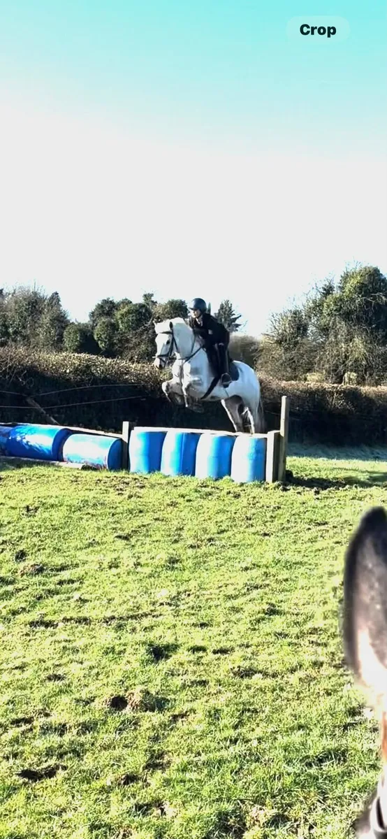 Connemara pony - Image 3