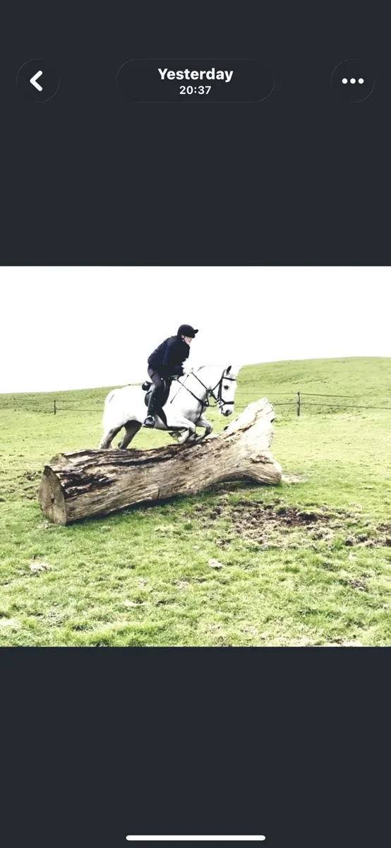 Connemara pony - Image 4