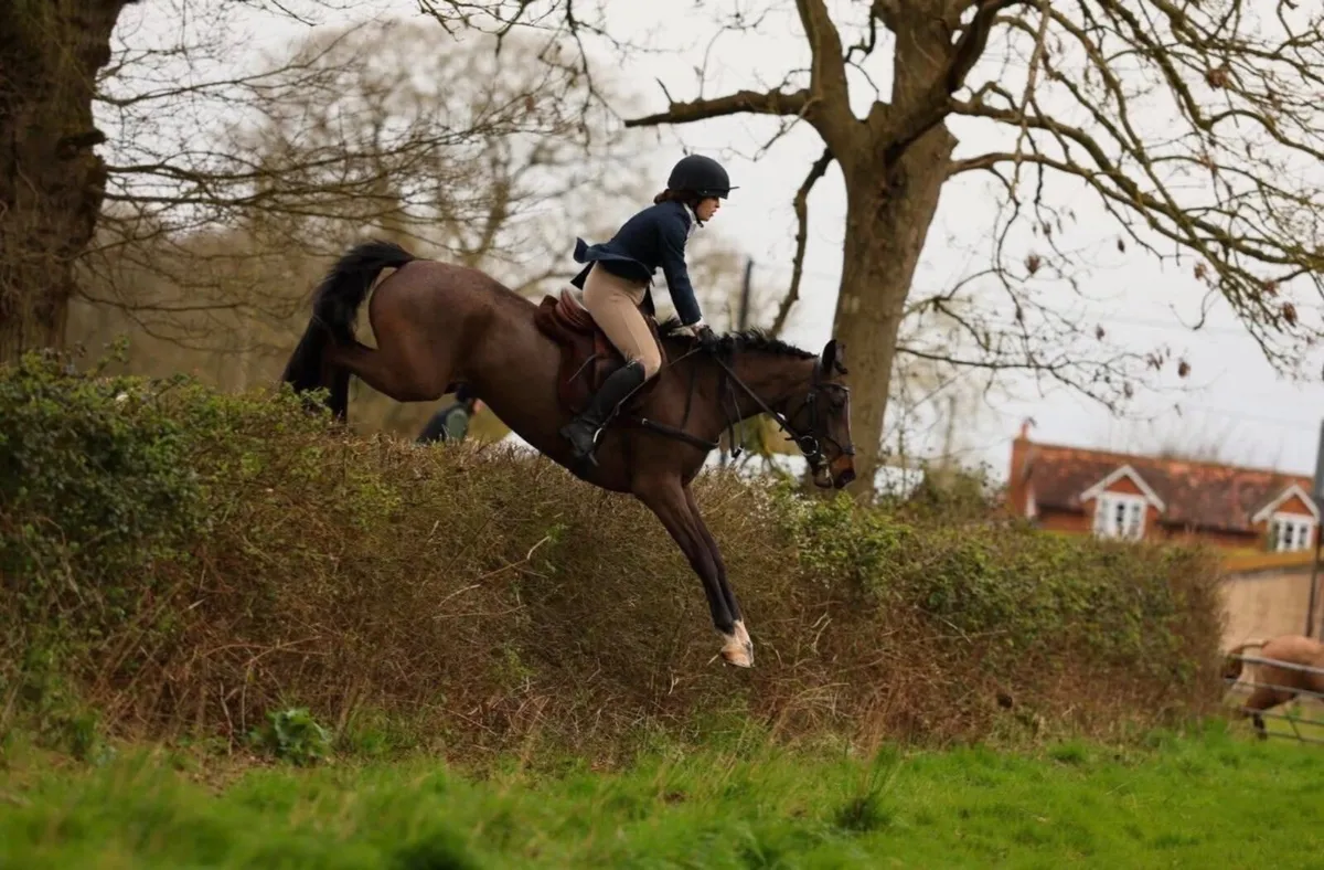 148cm sports Connemara safe and genuine - Image 1