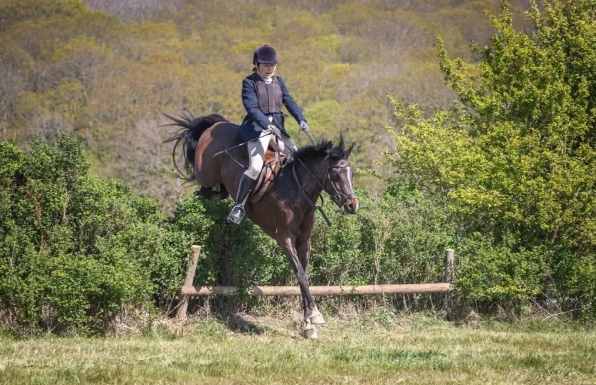 148cm sports Connemara safe and genuine - Image 2