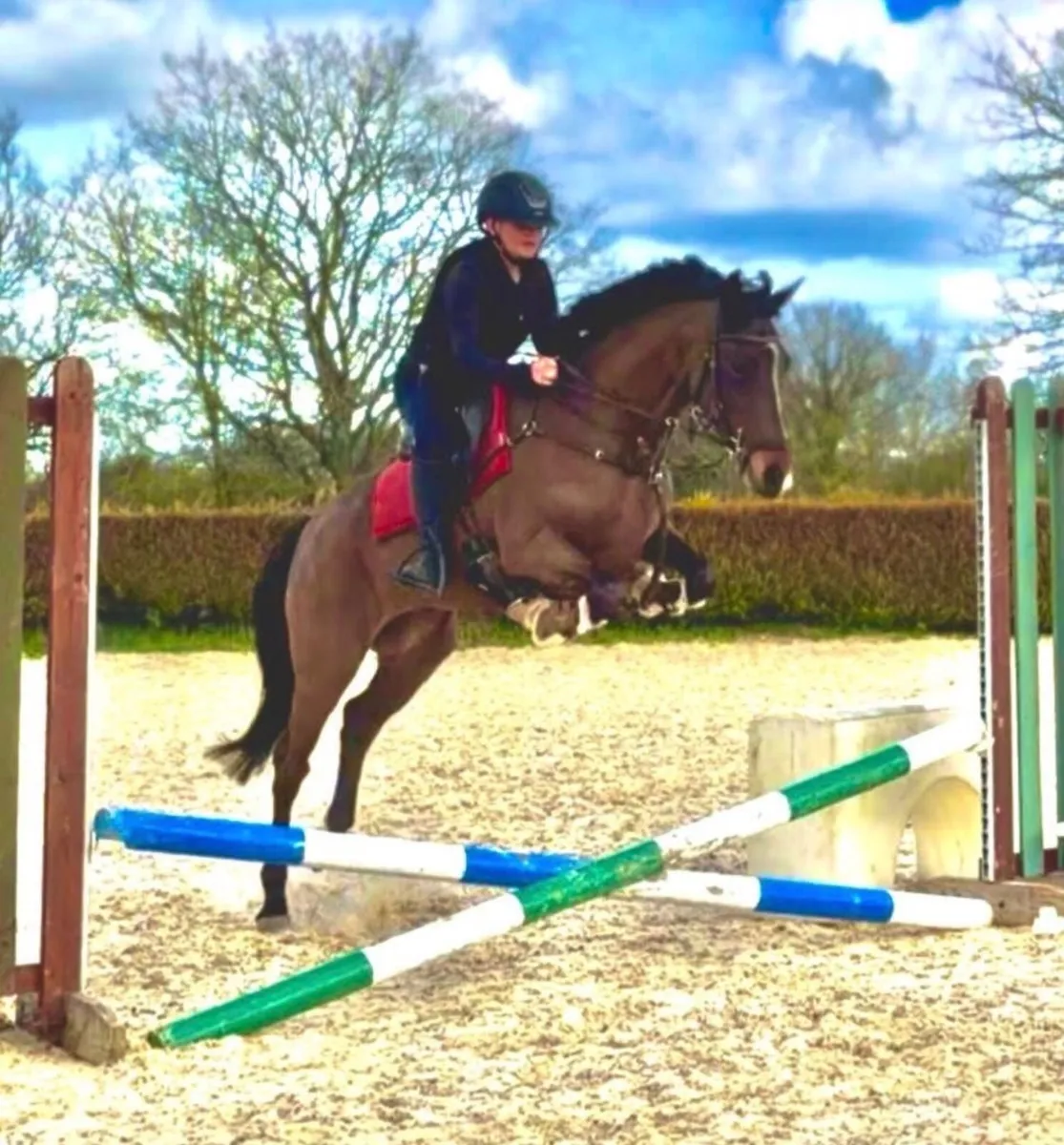 148cm sports Connemara safe and genuine - Image 3