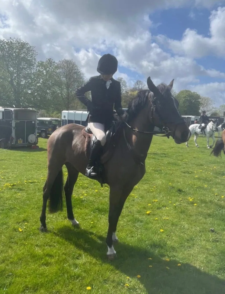 148cm sports Connemara safe and genuine - Image 4