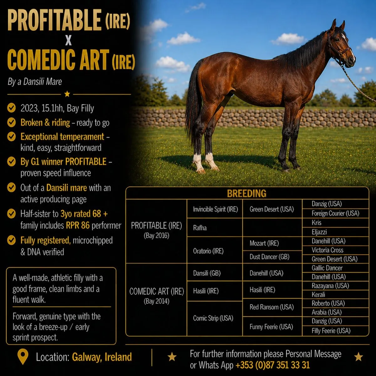 Quality 3yo Bay Filly – By G1 sire Profitable