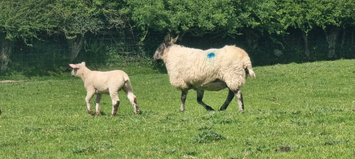 Milford cross ewes with lambs - Image 1