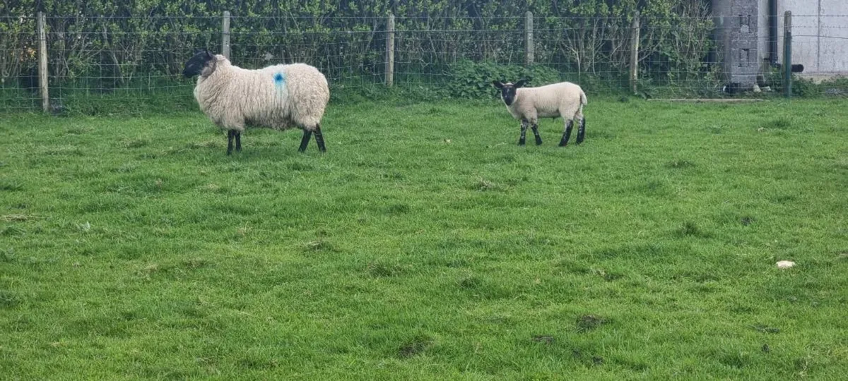 Milford cross ewes with lambs - Image 2