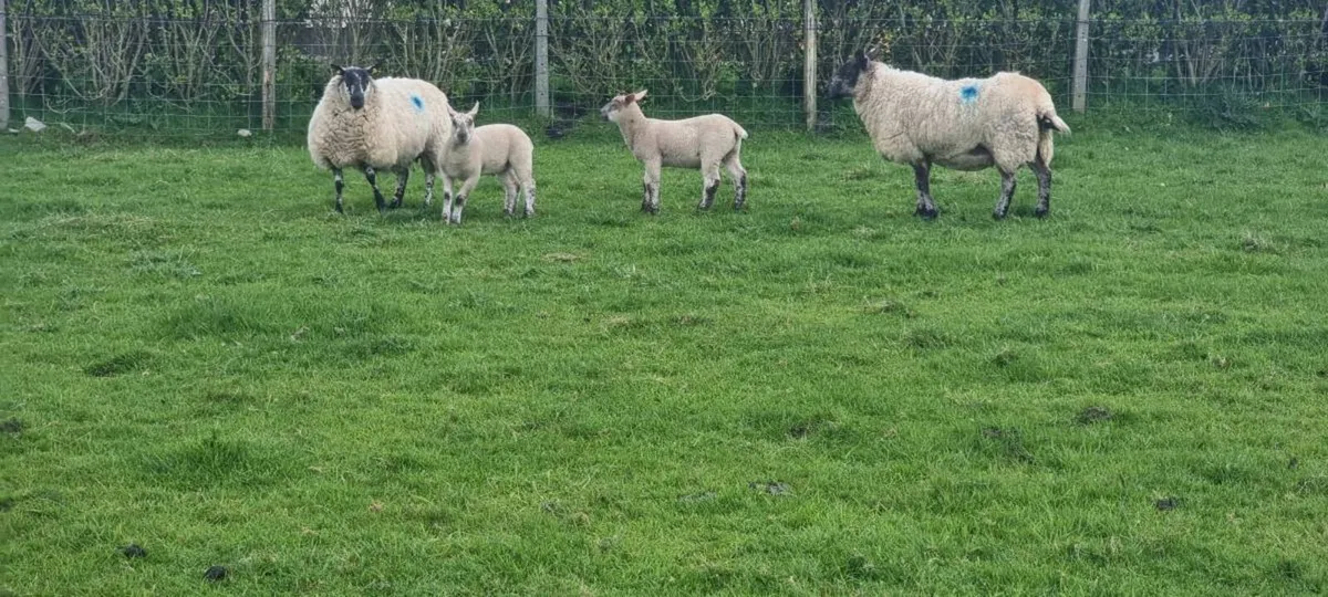 Milford cross ewes with lambs - Image 3