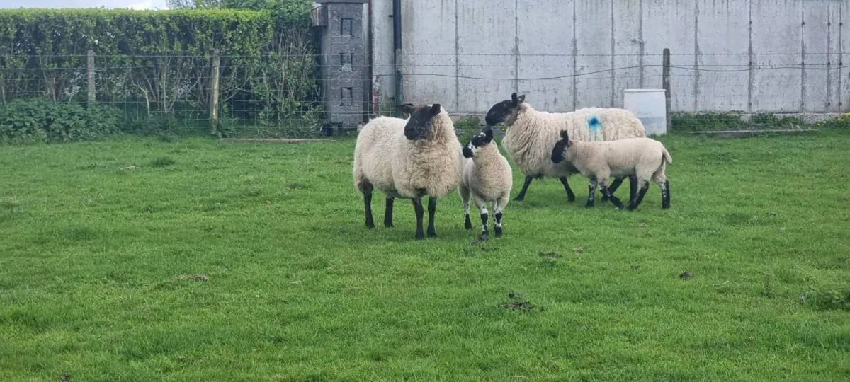Milford cross ewes with lambs - Image 4