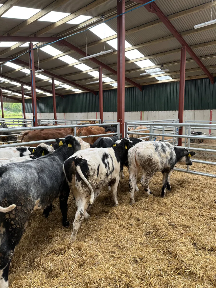 Blue and lim heifers - Image 4