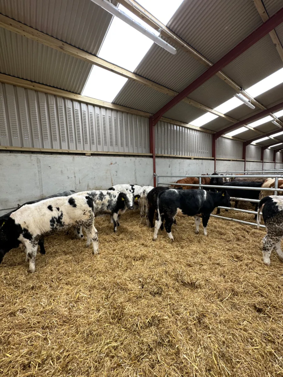 Blue and lim heifers - Image 1