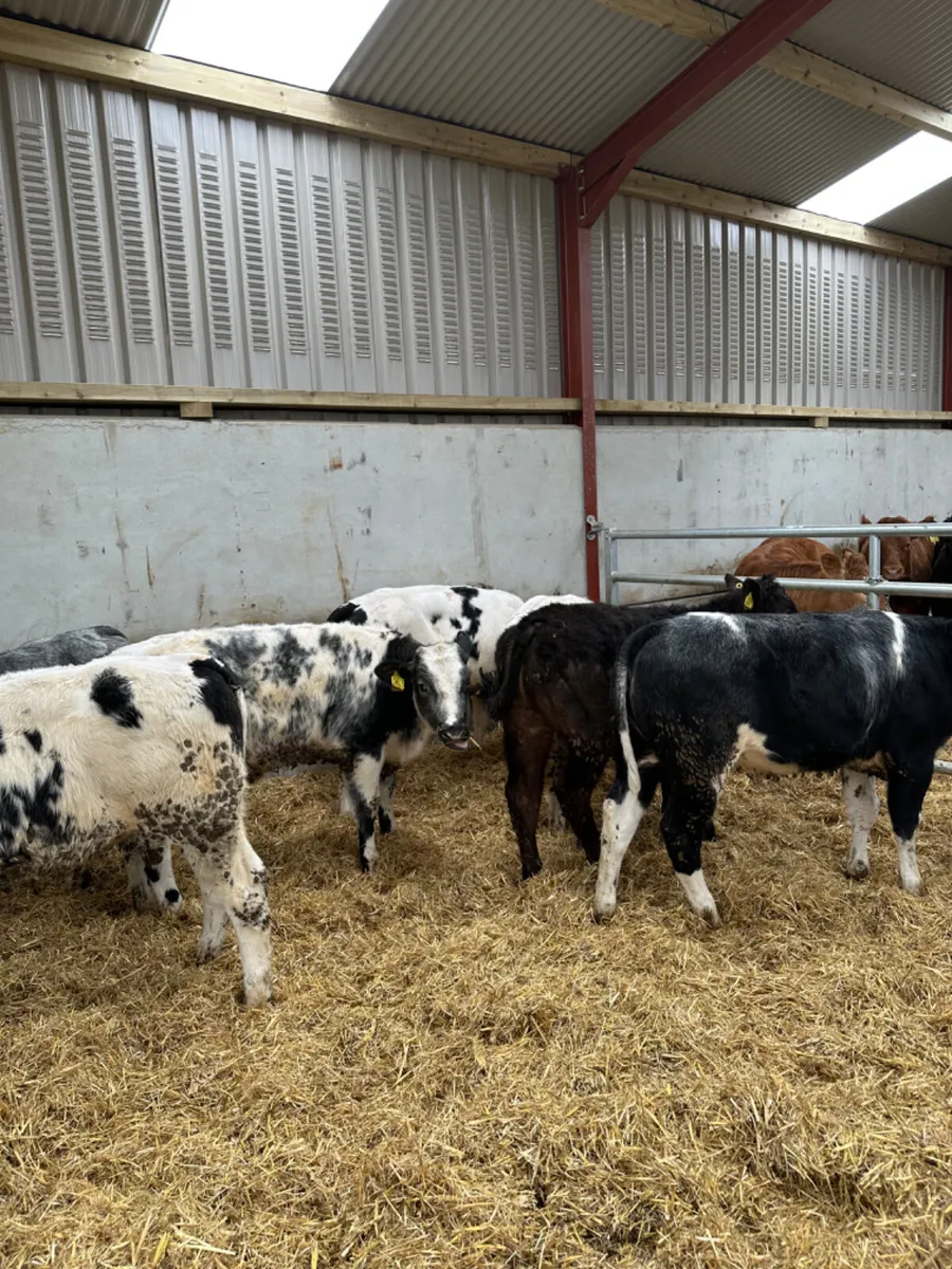 Blue and lim heifers - Image 3