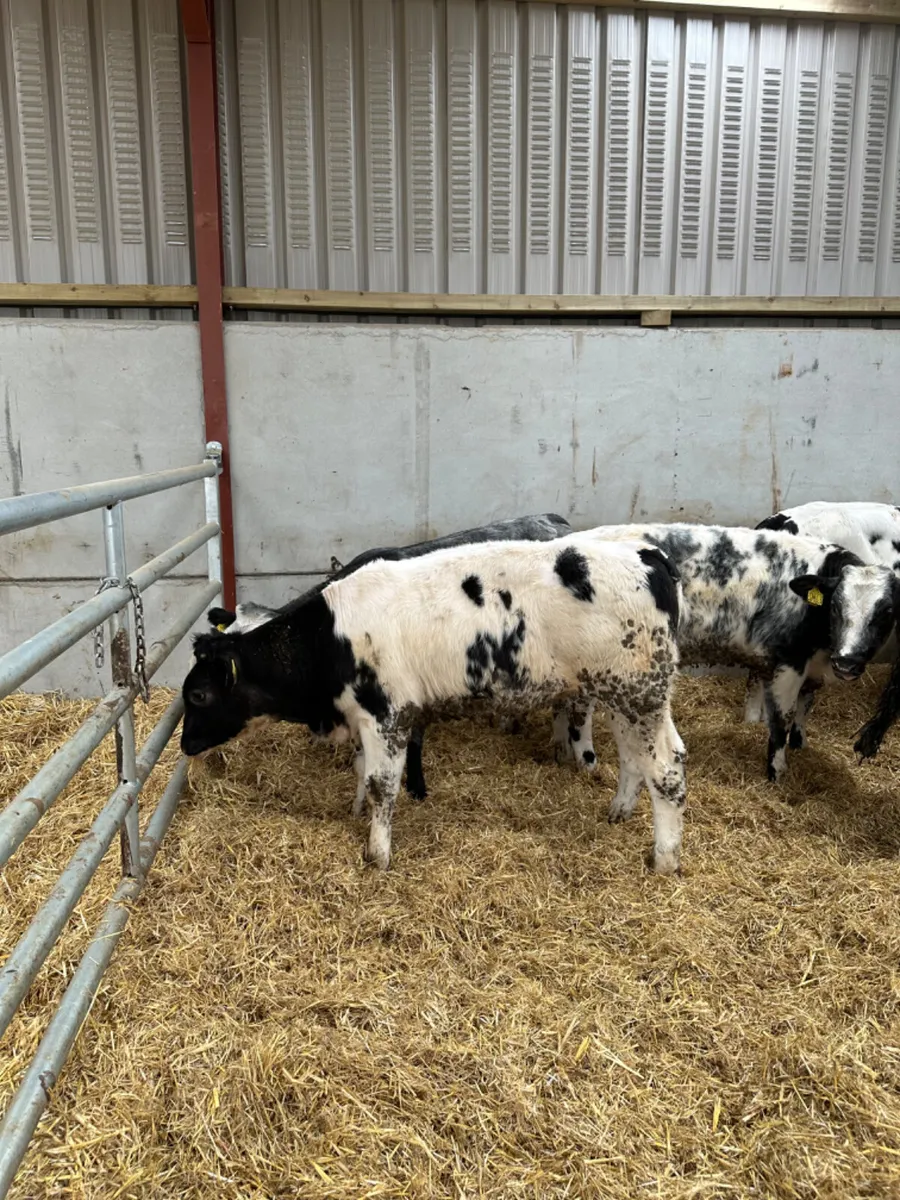 Blue and lim heifers - Image 2