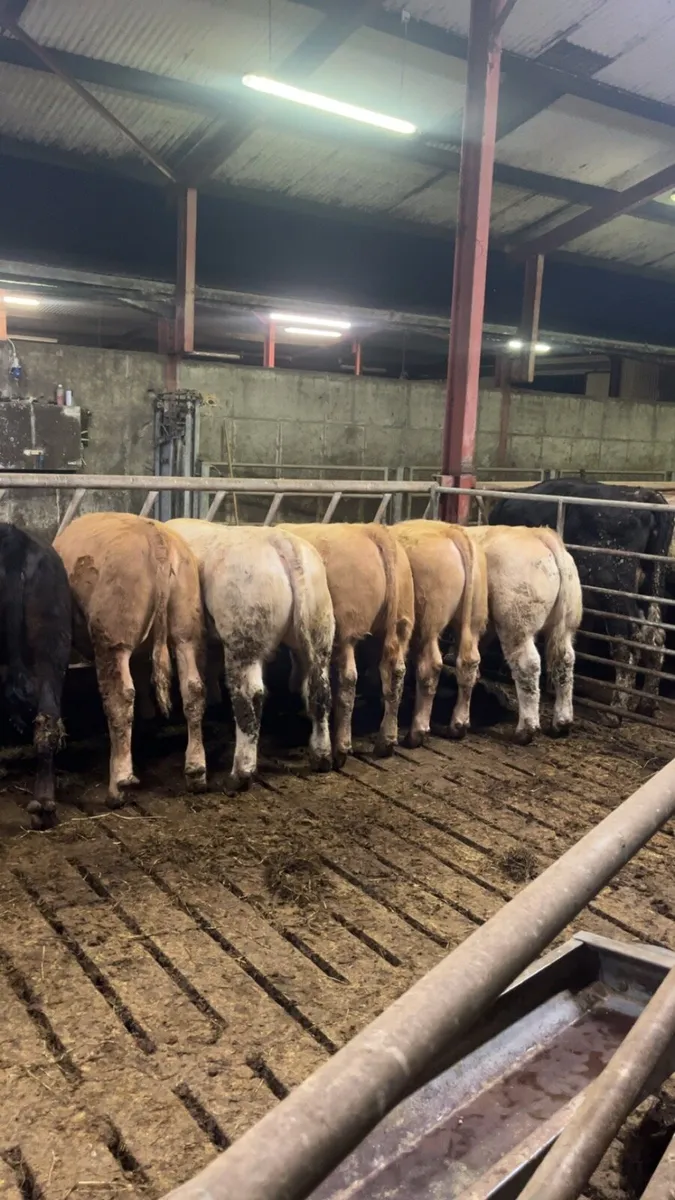 Mohill mart Wednesday - Image 1