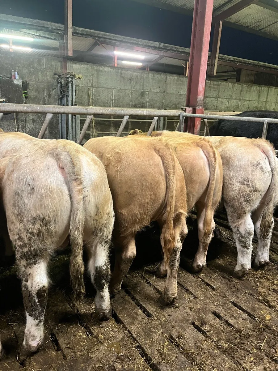 Mohill mart Wednesday - Image 2