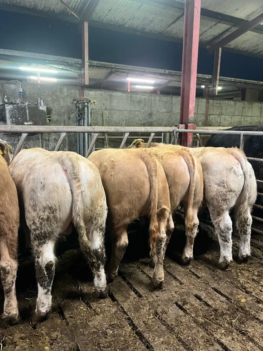Mohill mart Wednesday - Image 3