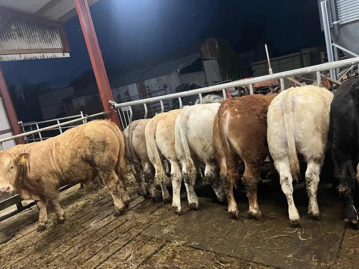 Mohill mart Wednesday - Image 4