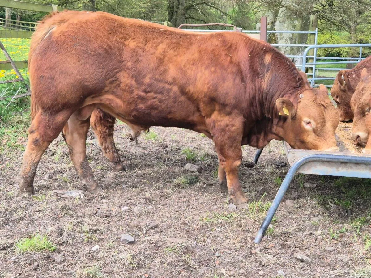 Limousin bulls - Image 1