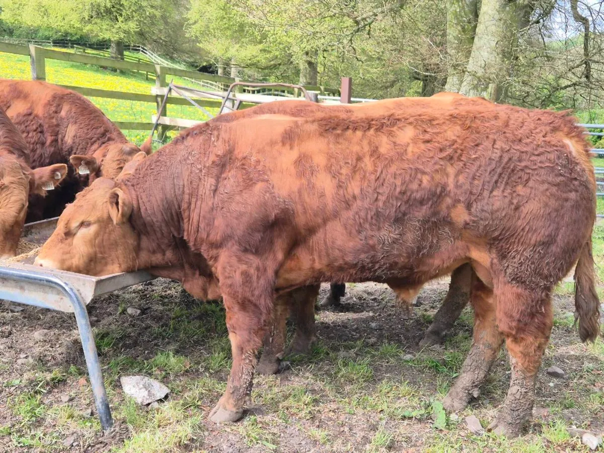 Limousin bulls - Image 2