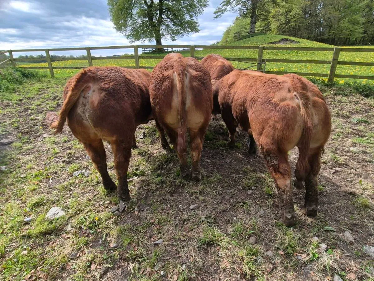 Limousin bulls - Image 3