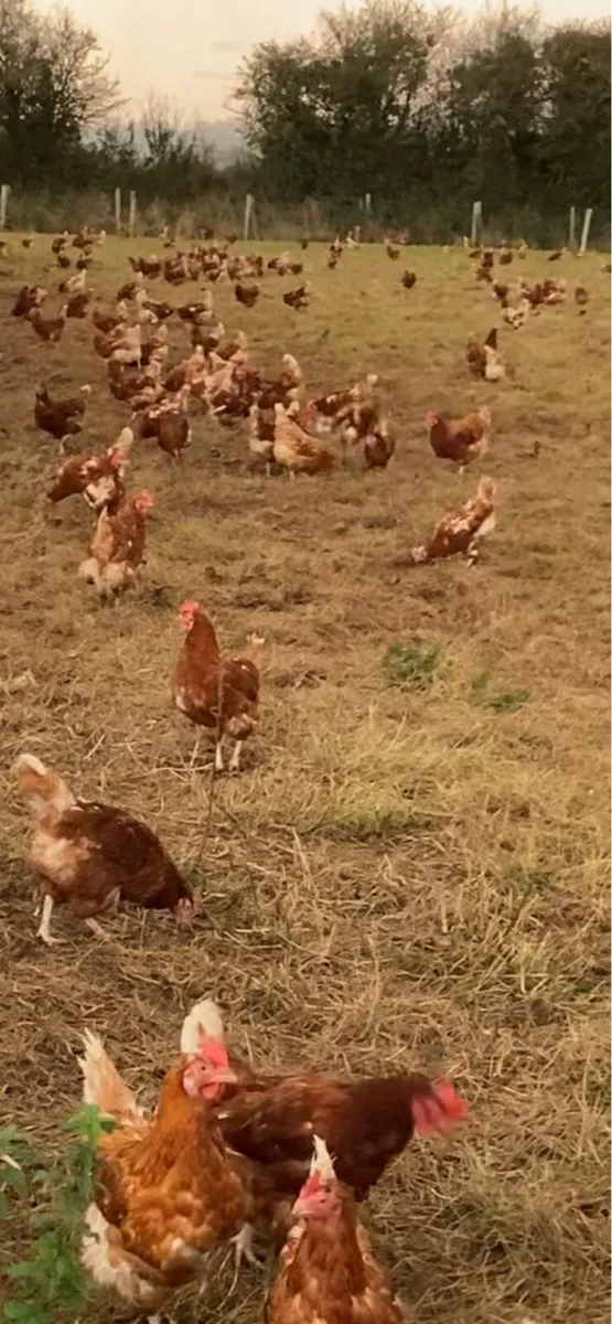 1 year old laying hens - Image 2